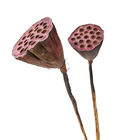 Διακοσμητικό 50cm Seedpod Lotus ντεκόρ λουλουδιών ρίζας ξηρό