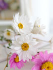 άσπρη ρόδινη διάμετρος 2.5cm ξηρές δέσμες λουλουδιών helipterum 80cm