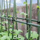 πάσσαλοι κήπων χάλυβα 4 ποδιών για τη διάμετρο 16cm υποστήριξης ντοματών